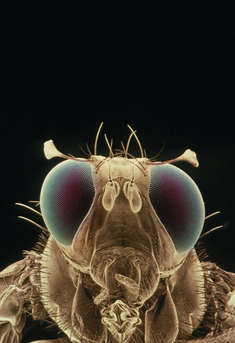 False-colour scanning electron micrograph of a male Mediterranean fruit fly (Ceratitis capitata). The large compound eyes tinted blue dominate the head of the fly. The 'flags' above the eyes are male features. The reduced antennae, situated between the eyes, consist of two stubby protruberances decorated with bristle-like extensions called aristas. A pair of palps, or tactile feelers, are positioned above the trumpet- shaped opening of the proboscis at the bottom of the picture. The proboscis is a sucking tube which ends in two fleshy lobes called labellae. These mop up fermenting juices through a system of fine tubes. Magnification: x10 at 35mm size.