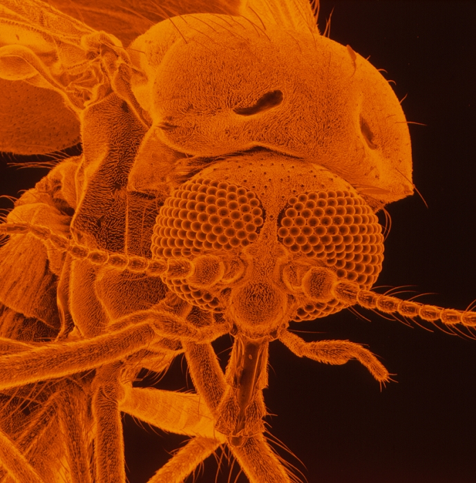 False colour scanning electron micrograph of the head & thorax of a female biting midge (family Ceratopogonidae). Midges are bloodthirsty, minute flies (less than 1mm body length). They feed only in the evenings when they attack humans primarily at the edges of their clothing. Some species feed on all warm- blooded animals and some only on cold-blooded animals. The feeding apparatus, or proboscis, is the long narrow extension at the bottom of the head. Above are two short palps, or tactile feelers with the long beadlike antennae in the middle of the head. Enveloping the head are the compound eyes. Magnification: x64 at 6x6cm size.