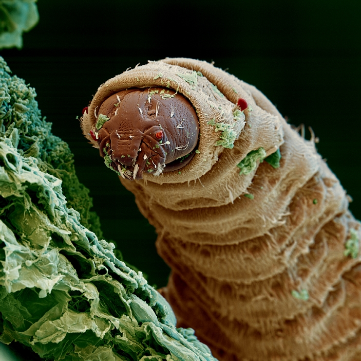Maggot in compost. Coloured scanning electron micrograph of a dipteran fly maggot in a compost heap. Compost is made by stacking plant remains in a heap. The remains degrade to a crumbly brown compost which when dug into soil provides plant nutrients. The maggot is the larval stage in the metamorphosis of a fly from egg to adult. Eggs are laid in compost heaps as the rotting vegetation provides the hatching maggots with abundant food. The maggot is segmented; the mouth end (dark brown) tapers into a thin wedge with two mouth hooks to stabilise the maggot on its food. After 2 moults the maggots pupate. Magnification x70 at 6x6cm size.