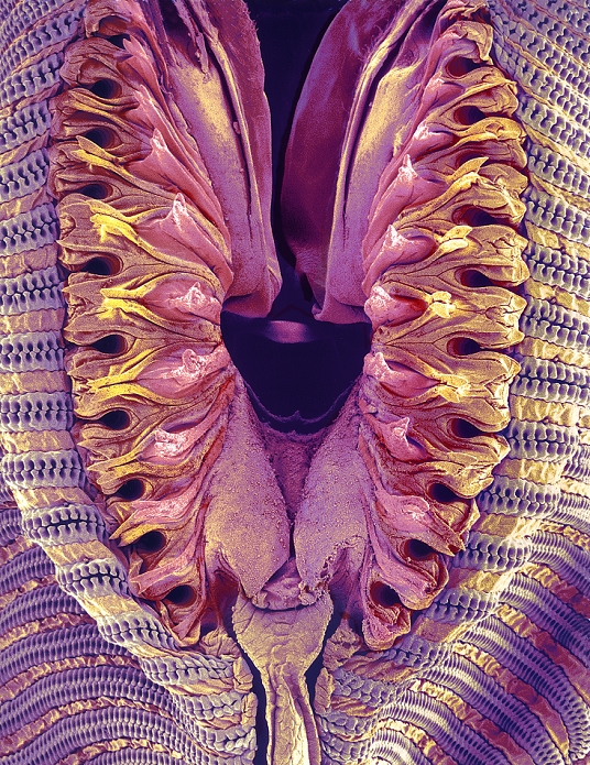 Fly proboscis. Coloured scanning electron micrograph (SEM) of the tip of the proboscis (snout) of an unidentified fly (order Diptera). Flies possess mouthparts adapted for piercing and sucking. Most feed on plant juices or suck the blood of mammals. The tip of the proboscis in some flies has these two spongy labella (outer surfaces seen down far right and left), used to soak up liquids. Magnification unknown.