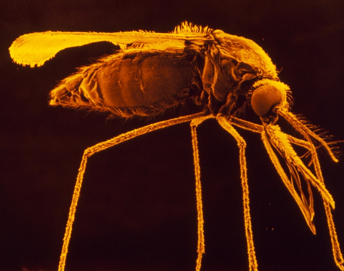 anopheles mosquito  any mosquito of genus Anopheles, capable of carrying malaria  False colour scanning electron micrograph  SEM  of a female specimen of the mosquito species Anopheles gambiae. The females of this species are carriers of the malaria parasite, Plasmodium sp.. The SEM shows the mosquito s belly swollen after a meal of human blood. The female is distinguished from the male of the species by the relative sparseness of the bristles on her antennae. Magnification: x8 at 35mm size.