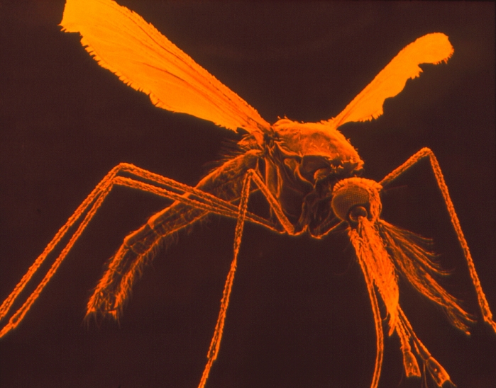 anopheles mosquito  any mosquito of genus Anopheles, capable of carrying malaria  False colour scanning electron micrograph  SEM  of a male specimen of the mosquito species Anopheles gambiae. The females of this species are carriers of the malaria parasite, Plasmodium sp.. The male is distinguished from the female of the species by the relative bushiness of the bristles on his antennae. Magnification: x8 at 35mm size.