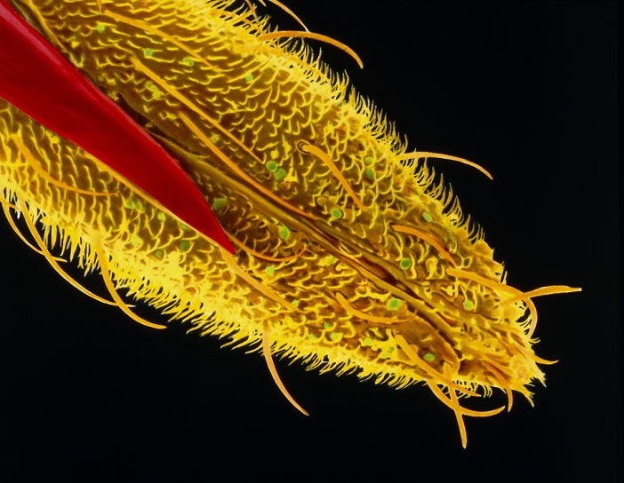 anopheles mosquito  any mosquito of genus Anopheles, capable of carrying malaria  Proboscis. Coloured scanning electron micrograph  SEM  of the tip of the proboscis of a female mosquito, Anopheles gambiae, carrier of the malaria parasite, Plasmodium sp. The proboscis is the feeding apparatus of the mosquito, consisting of a number of stylets  red  for piercing the skin and sucking blood. This array of instruments is enclosed by the labium  yellow , a protective sheath that folds around them but does not quite meet. The labium does not penetrate the skin, but bends backward to allow the stylets to slide through its tip into the skin in search of a blood vessel. Magnification: x505 at 6x7cm size. magnification: x1768 at 8x10 inch size.