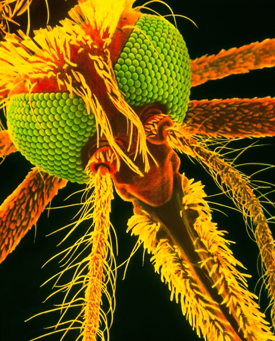 anopheles mosquito  any mosquito of genus Anopheles, capable of carrying malaria  Malaria mosquito. Coloured scanning electron micrograph  SEM  of the head of a female mosquito Anopheles gambiae. The females of this species are carriers of the malaria parasite, Plasmodium sp. The female is distinguished from the male of the species by the relative sparseness of the bristles on her antennae. These are seen just below the compound eyes which are coloured green here. The probosis  front of image  contains the piercing and sucking instruments enclosed in a sheath which are used when the female takes a blood meal. It is at this point that the malaria parasite is injected into the bloodstream of humans. Magnification: x78 at 6x7cm size. magnification: X264 at 8x10 inch size.