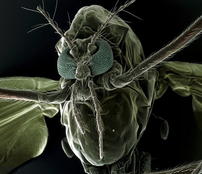 Mosquito. Coloured scanning electron micrograph (SEM) of an unidentified mosquito (family Culicidae). The two large, multi-faceted compound eyes (green) dominate the head (upper left). The long thin antennae (upper centre) and palps (lower centre) are sensory structures. Two of the mosquito's legs lead off to top right and centre left. The body (green) has wings attached to either side. The proboscis (not seen) is a needle- like structure used by the male to feed on plant liquids, and by the female to feed on mammalian blood. Several mosquito species are vectors for human diseases such as malaria and yellow fever. Magnification: x40 at 6x7cm size.