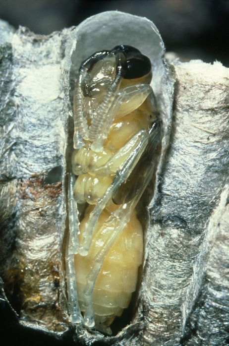 Wasp pupation. Cut through cell in the nest of the wasp Polistes sp., showing a newly developing adult. Its head has black eyes and antennae, and its soft body has walking legs. When metamorphosis is complete the adult is coloured yellow and black. It will bite its way out of this cell chamber. The queen of the nest builds these hexagonal cells from chewed-up dry plant material mixed with saliva. After laying her eggs she feeds the hatched larvae on meat; fully formed larvae close each cell and spin a silk cocoon. Four to six weeks after the egg is laid the larva pupates to form this infertile adult female worker.