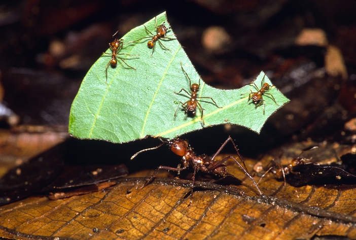 Hakiri Ali  Date of photograph unknown  Leaf cutter ants. View of a leaf cutter ant  Atta sp.  carrying a cut piece of leaf back to its nest. Several smaller workers are seen on the leaf piece, protecting the larger ant from parasites. These ants, which are found in tropical and sub  tropical America, build large underground nests. They gather leaf material and chew it up, forming a nutrient medium in the nest upon which grows a particular species of fungus. The ants harvest this fungus as food for themselves and their brood. A single colony can contain over a million workers. The area covered in the hunt for leaves is enormous, and ants may travel over 100 metres from the nest. Photographed in Costa Rica.