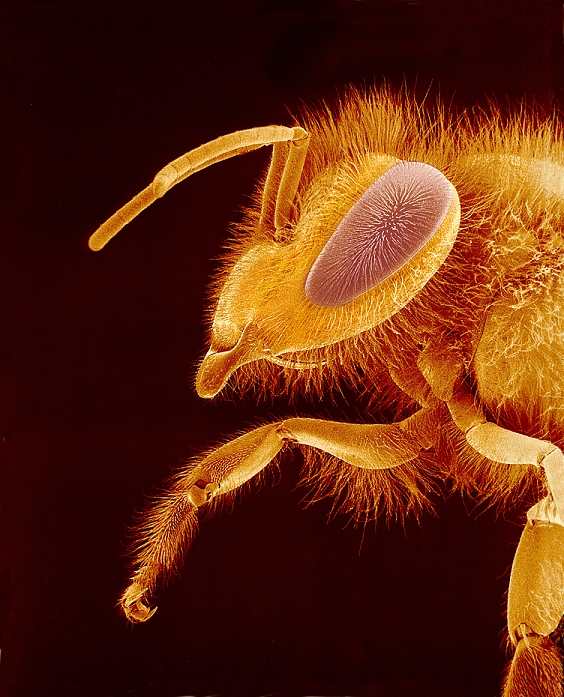 Honey bee. Coloured scanning electron micrograph (SEM) of the head and forelegs of a honey bee (Apis mellifera). This social insect lives in colonies that may number 50,000 individuals. Worker honey bees collect pollen and nectar and produce honey and wax. Magnification: x17 at 6x7cm size.