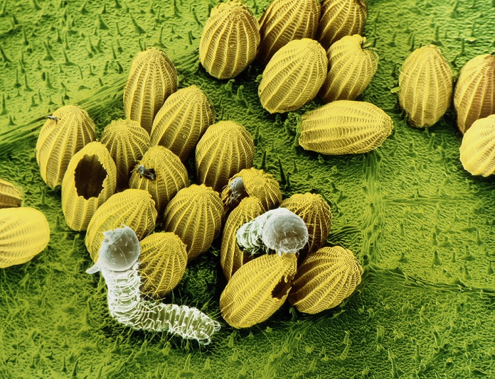 ^BNOT FOR POSTCARD USE False-colour scanning electron micrograph of caterpillars hatching from the eggs of the large white butterfly, Pieris brassicae, on the undersurface of a nasturtium leaf. These eggs were laid in late August. The caterpillars (larvae) hatch in a few days & winter as pupae, emerging as butterflies in May. The young caterpillars feed on the cuticle of the leaf until after the first moult, when their diet expands to the whole leaf. They are regarded as pests since their voracious appetite can lead to defoliation of a crop. Magnification. x10 (6x4.5cm size).