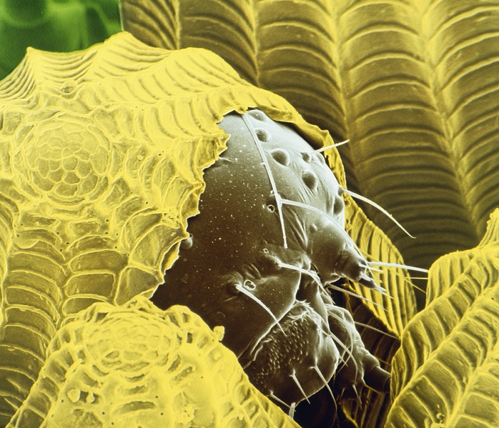 Second of 5 false-colour scanning electron micro- graphs of caterpillars hatching from the eggs of the large white butterfly, Pieris brassicae. This micrograph shows the head of the caterpillar breaking through the shell. The eggs are laid in large groups, usually on the undersurface of leaves of crops such as cabbages, broccoli & swedes. These caterpillars (larvae) hatched in early September. They winter as pupae, emerging in May as adult butterflies. The young caterpill- ars feed on the cuticle of the leaf until after the first moult, when their diet expands to the whole leaf. Their voracious appetite can defoliate whole crops. Magnification: x75 at 6x4.5cm size.