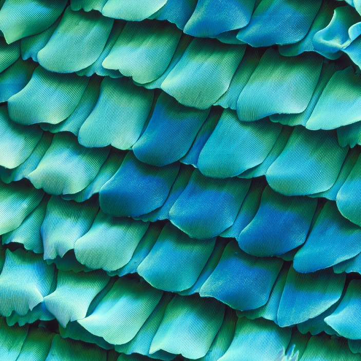 Butterfly scales. Coloured Scanning Electron Micrograph (SEM) of scales from the wing of a peacock butterfly, Inachis io. These scales have an intricate design and overlap like the tiles on the roof of a building. They allow heat and light to enter, and also insulate the insect. They may also be highly coloured. The metallic appearance of the scales is due to ridges along their length. Magnification x110 at 6x6cm size.