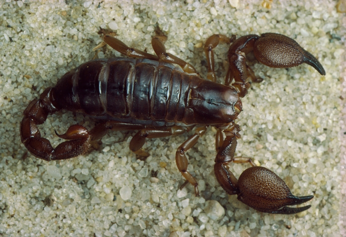An Algerian scorpion, Scorpio Mauraus. Scorpions are carnivorous, their prey consisting of beetles, cockroaches and other arthropods. Prey is grasped with the pincers, close to the body, and is often passed directly to the chelicerae (the small, paired first appendages) which carry the food to the oral cavity. The poison spine in the 'tail' is usually brought into use only when the prey is large or struggles violently. Scorpions have several eyes; a large pair of median eyes on the dorsal shield and two to five pairs of smaller, lateral eyes on the edge of the shield, near the mouth. This specimen has a body 35mm in length.