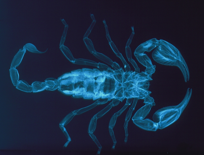 Palamnaeus scorpion. X-ray of the scorpion Palamnaeus fulvipes. A hard exoskeleton covers the whole body of the animal. Scorpions are carnivorous arachnids, their prey consisting of beetles, cockroaches and other arthropods. Prey is grasped with the pincers, then passed to the chelicerae (small, paired first appendages) which carry food to the mouth. The poison spine in the 'tail' is used only when the prey is large or struggles violently. Four pairs of walking legs are seen. The flattened body of scorpions enable them to live in cracks in rocks and under stones. They are typically active at night.