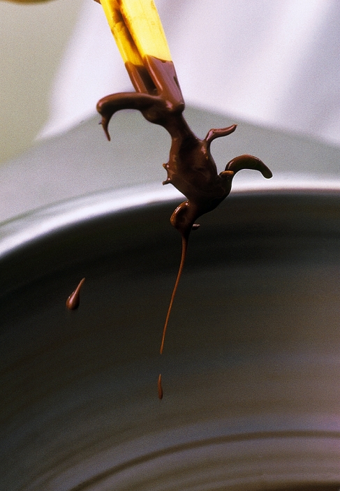 Chocolate-covered scorpion. View of a chocolate- covered edible scorpion being removed from a vat of chocolate. Scorpions belong to the order Scorpionida. They are nocturnal, feeding on arthropods like beetles and cockroaches. They use a sting on the tip of their tail to paralyse or kill large or struggling prey. As well as scorpion-eating, the eating of insects, entomophagy, occurs all over the world. Scorpions, and insects such as ants, moths and beetles, are good sources of carbohydrates, fats and proteins. This chocolate-covered scorpion is made by the HotLix candy company in California, USA.