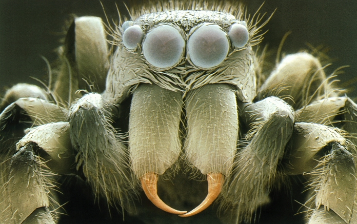 Head of jumping spider. Coloured scanning electron micrograph (SEM) of the head of a zebra jumping spider, Salticus scenicus. Six of its eight eyes (rounded bumps, upper centre) are seen, one large pair at the front, and smaller eyes on the side. Below the eyes are the two large chelicerae which carry teeth for biting prey. Either side of the chelicerae are long, segmented, leg-like palps, which are transformed into copulatory organs in the adult male. The spider's walking legs are also seen. Jumping spiders have acute vision which assists in their jumping habit. They stalk their prey, then jump on them at the last moment. Magnification: x20 at 5x7cm size. Magnification: x55 at 5x8ins size.