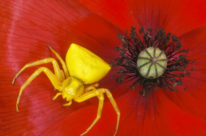 Crab spider (Misumena sp.) waiting in a poppy flower (Papaver sp.). This spider lies in wait for insects that come to the flower to feed.
