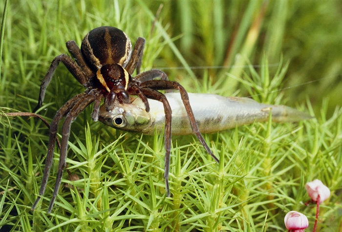 Female raft spider Dolmedes fimbriatus, devouring a large minnow.