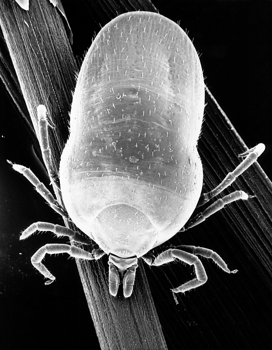 Zoonosis  Lyme Disease Carried by ticks Lyme disease tick. Scanning electron micrograph of an engorged female Ixodes ricinus tick, a blood  sucking parasite of humans. This tick uses specialised mouthparts to pierce the host s skin and hold fast for several days while it swells with blood, increasing in weight by up to 200 times. The female feeds only three times during her life and can survive for years between meals, spending most of the time hidden in vegetation. Mating takes place just before her final meal, after which she drops to the ground and lays thousands of eggs. I. ricinus transmits the bacterium Borrelia burgdorferi to humans, which causes Lyme disease. Magnification unknown.
