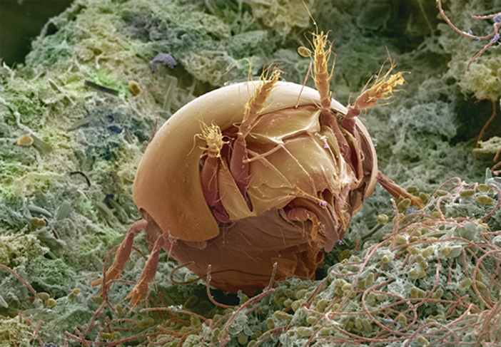 Soil mite. Coloured scanning electron micrograph (SEM) of a common soil mite, Phthiracarus sp. This mite is typically found in moss and leaf litter. Mites are a highly adaptable group that are related to spiders and have eight legs (four of which are here seen raised). Some mite species are parasites, while soil mites form part of the great diversity of organisms that contribute to the break down of plant material. Magnification: x69 at 5x7cm size.