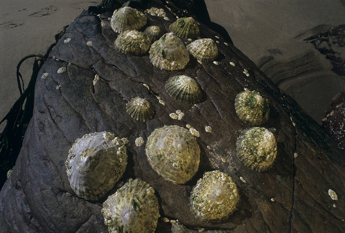 Common limpets (Patella vulgata) on a rock at low tide. Limpets are marine gastropods which attach themselves to rocks for protection and feeding. Common limpets have a conical shell, underneath which is the soft mollusc body, attached to the rock. When submerged by the tide, limpets move around to graze on algae, and then return to their starting point to reattach to the rock. The tight seal with the rock helps prevent the limpets from drying out at low tide. The common limpet is found on coasts from the Arctic Circle to southern parts of Europe. The shell can be up to 6 centimetres across. Photographed in July in Pembrokeshire Coast National Park, Wales.