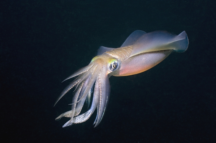 Bigfin reef squid (Sepioteuthis lessoniana). This squid inhabits coral reefs in the tropical Indo- Pacific region. It can rapidly alter the colour of its skin, which it uses for camouflage and communication. This squid reaches a length of over 30 centimetres. If feeds on small fish and crustaceans, which it catches with a quick strike from two tentacles (not seen), which are usually kept hidden amongst its eight arms. Photographed in Lembeh Strait, North Sulawesi, Indonesia.