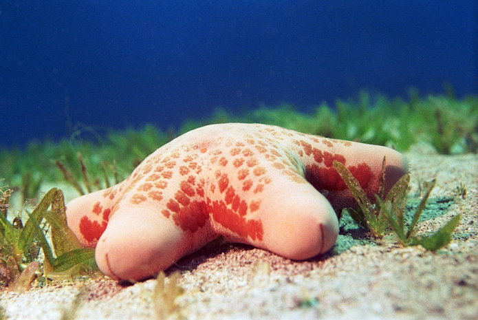 Cushion star (Choriaster granulatus) in a seagrass bed. This starfish is found on coral reefs and sandy bottoms throughout the tropical Indo-Pacific region, from east Africa to the western Pacific Ocean. It feeds on detritus and dead animals and can reach a diameter of around 25 centimetres. Photographed in the Egyptian Red Sea.