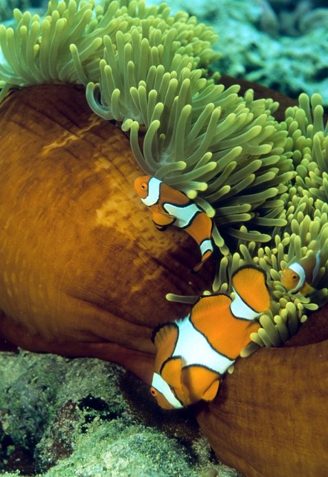 Clown anemonefish (Amphiprion percula) amongst the tentacles of a sea anemone. The clown anemonefish has a slime on its skin that prevents it from being stung by the anemone's poisonous tentacles. The fish and anemone have a symbiotic (mutually beneficial) relationship. The fish eats parasites on the anemone, and the anemone feeds on scraps of food left by the fish. Photographed on the Great Barrier Reef, Australia.