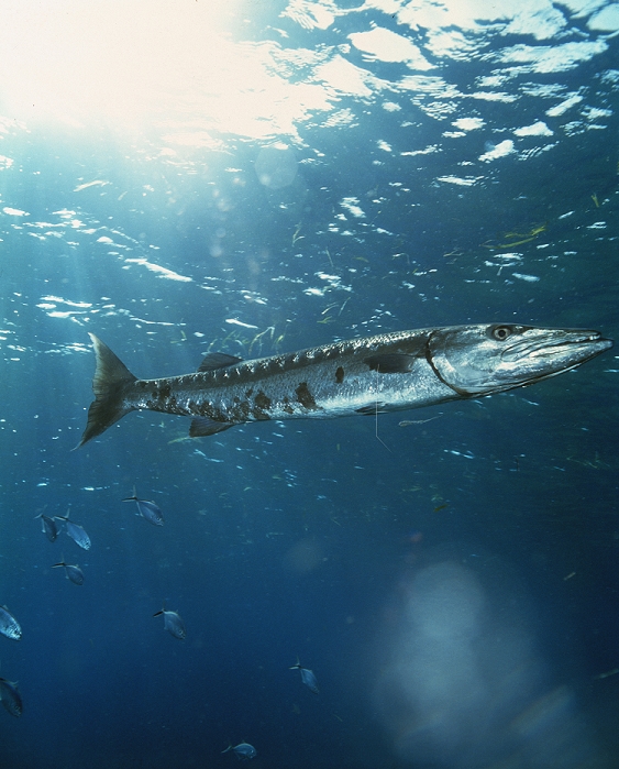 Great barracuda (Sphyraena barracuda). This is a gregarious fish which inhabits the tropical and subtropical regions of the Atlantic and Pacific Oceans. It may reach a length of over two metres, and is a fast and voracious predator. Several attacks on swimmers have been reported. Its main prey is other fish, although squid are also taken. Large fish are cut up by its powerful teeth and jaws before being eaten. It is known to congregate in schools of thousands of individuals, but adults often live as solitary hunters. Photographed in the Caribbean Sea.
