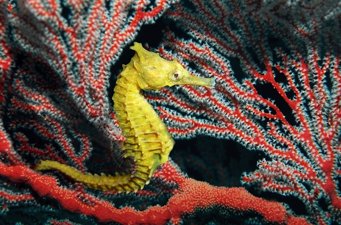 Thorny seahorse (Hippocampus histrix) on a sea fan, or gorgonian. This fish inhabits coral reefs and reed beds in the tropical Indo-Pacific region. It feeds on tiny crustaceans, which it sucks in through its tubular mouth. It can reach a length of 12 centimetres. A sea fan is a coral-like colony of filter-feeding organisms. Photographed in the Andaman Sea, Thailand.
