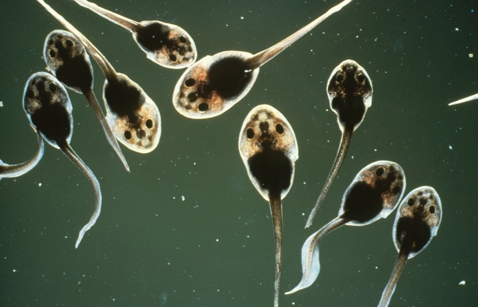 Group of immature tadpoles of the European edible frog, Rana esculenta. Eggs are laid in early summer and hatch after about a week. After hatching the young tadpoles remain attached to the gelatinous egg envelopes while further development occurs; a membrane grows over the external gills, the eyes become functional, the mouth & anus break through and the tail elongates. The larvae finally develop into free-swimming tadpoles (as seen here), which feed mainly on algae. Gradually the legs & lungs begin to develop and the gills and tail degenerate until the tadpoles leave the water as fully-formed frogs.