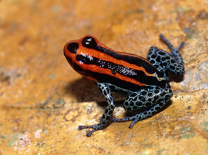 Arrow poison frog. The poisonous frog Dendrobates sp. Its vivid warning colours indicate the toxicity of its skin. The South American Indians use the cutaneous poison of dendrobatid frogs for the tips of their arrows. It contains a neurotoxin which can paralyse a bird or a small mammal almost immediately. These frogs are highly prevalent in the forests of Central and South America. This one is a newly discovered species, found at the Jatun Sacha Reserve in the Ecuadorian Amazon.