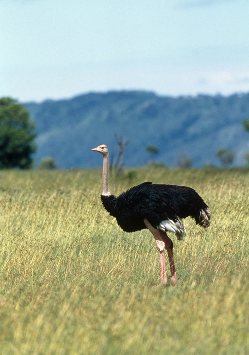 Ostrich. View of a male ostrich (Struthio camelus) standing on grassland. The flightless ostrich is the largest and tallest bird in the world, having an average height of 2.5 metres. They live on the plains and semi-desert of central and southern Africa, usually in small groups of males with several associated females. The females are a dull grey/brown colour. Ostriches feed on plants, eating their seeds, flowers, leaves and stems. They are well adapted for a walking life, and can also run very fast when threatened, reaching a top speed approaching 70 kilometres per hour. They can even carry a human without any apparent effort. Photographed in the Masai Mara reserve, Kenya.