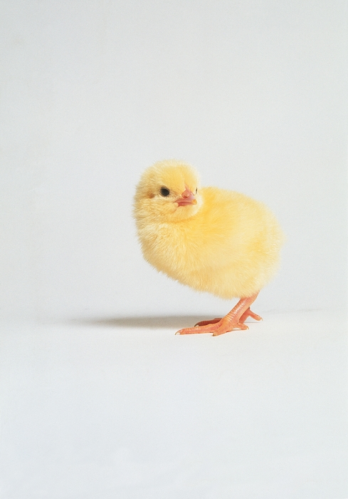 Newly-hatched chick (Gallus domesticus.)