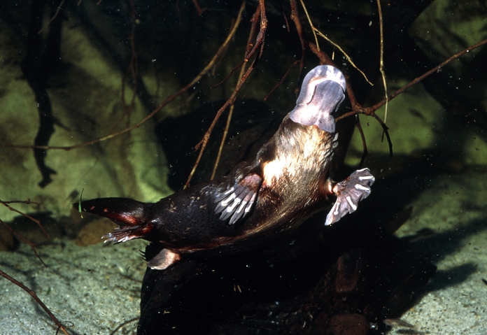 Duck-billed platypus (Ornithorhynchus anatimus) swimming underwater. The platypus, along with two species of echidna, makes up a unique group of animals, the monotremes. The monotremes are egg- laying mammals that possess a single cloaca (external body opening) that is the end-point for the digestive, reproductive and urinary tracts. The platypus is an aquatic freshwater animal, found in eastern Australia. It may remain underwater for several minutes as it hunts for its favourite prey of shrimps, worms and insect larvae. Its webbed feet and flattened tail help it to swim. Photographed in Sydney Aquarium, Sydney, Australia.
