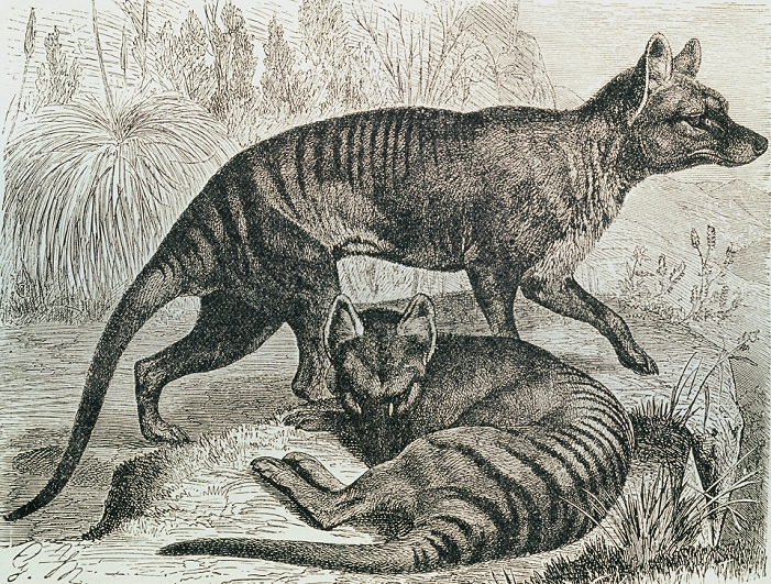Nineteenth century engraving of the Tasmanian wolf or Thylacine, Thylacinus cynocephalus. It is the largest living carnivorous marsupial. This pouched 'wolf' resembles a dog in appearance and size, yet is more closely related to the kangaroo. Neither is it a wolf. Absurdly, it was even named 'tiger' because of the transverse bands across its body. Confined in range to the island of Tasmania, its natural habitat is open plains where it can hunt kangaroos and wallabies. However, farming of this land forced the Tasmanian wolf into the forests. When it took to eating sheep it was hunted, almost to extinction. Only a few wolves remain in remote mountain regions. We know little of its biology.