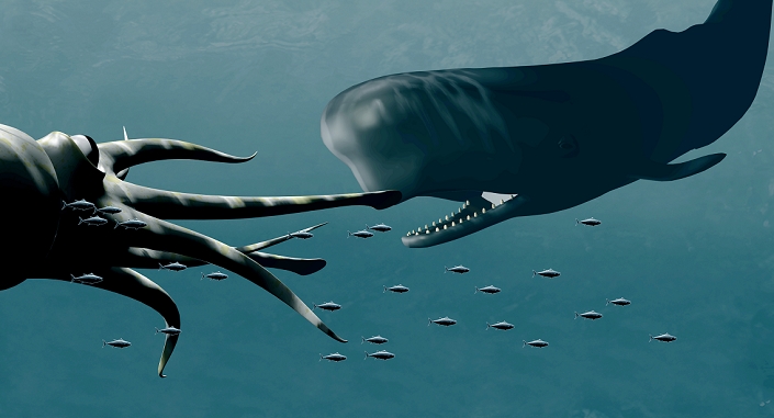 Sperm whale and giant squid. Computer artwork of a sperm whale (Physeter catodon, or macrocephalus, right) hunting a giant squid (Architeuthis sp., at left). Sperm whales can reach 18 metres in length and giant squid can be up to 10 metres long. Sperm whales are toothed whales (teeth seen in lower jaw), though the teeth are thought to be used in aggression between males, rather than eating. Sperm whales dive deep (over 1000 metres) to hunt their main prey, giant squid. The squid can defend itself with suckers and sharp beak, and scars are found on whales from these defences. However, the giant squid is rarely seen, most often found in a sperm whale's intestines or washed up on a beach.