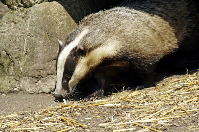 European badger (Meles meles). This nocturnal mammal is found throughout Europe and in many areas of Asia. It lives in social groups of up to tens of individuals in underground burrows known as setts. The badger mainly feeds on earthworms, although it will eat insects, reptiles, amphibians, small birds and a range of plants and berries.