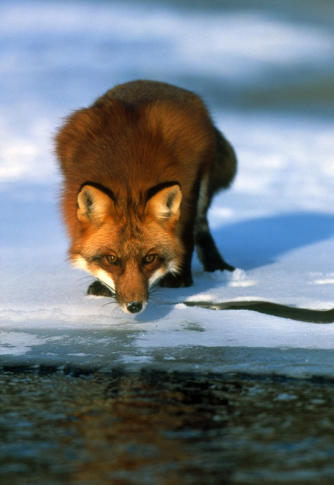 Red fox. View of a red fox (Vulpes vulpes) standing on ice by a river in winter. Red foxes are an adaptable species weighing 2-7 kilograms. They are active both at day and at night, feeding on fruit, vegetables and any small animals they can catch. Red foxes live in dens, most commonly in deciduous woodland, but also venture into urban areas, where they scavenge from bins as well as hunt. They are found throughout the northern hemisphere. Photographed in Minnesota, USA.