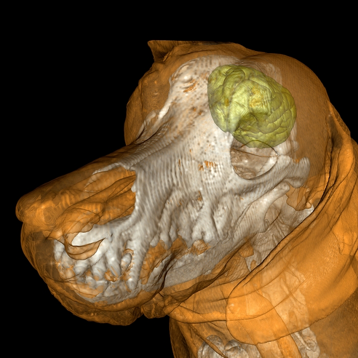 Dog. Coloured 3D magnetic resonance imaging (MRI) scan showing the head of a domestic dog (Canis lupus familiaris). The brain is shown in yellow and the skull in white. The structure of the nasal cavity can also be seen (orange, left). MRI scanning uses powerful magnets and radio waves to generate images of structures inside the body.