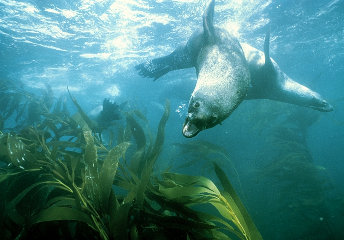 Southern fur seal (Arctocephalus australis) diving in a kelp forest. The southern (or South American) fur seal hunts mostly at night, diving up to 170 metres to feed on fish and krill. It is preyed on by sea lions, sharks and killer whales. It is found around the rocky coasts of the southern part of South America, and southern Atlantic islands. It breeds in large, densely- populated colonies. Like sea lions, fur seals are members of the family Otariidae which is distinguished from the 'true' seals by the presence of external ears. Hunting for fur reduced their numbers, but the population has since recovered. Photographed on South Georgia Island.