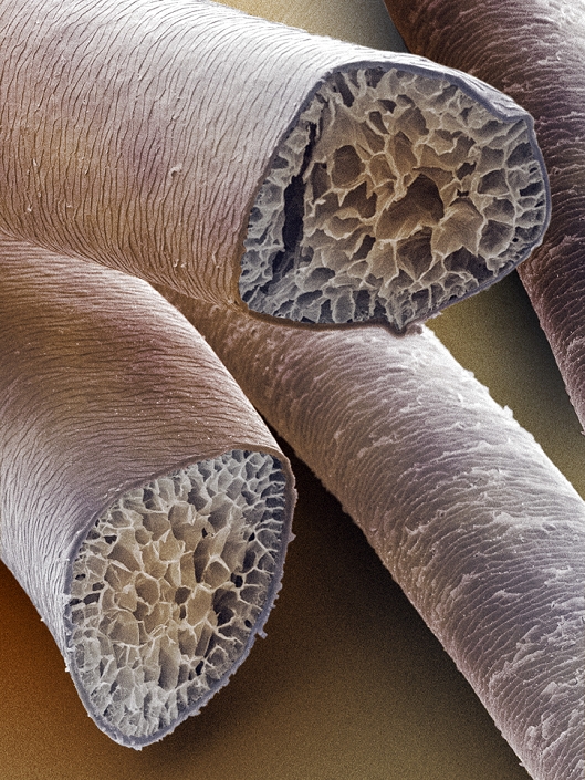 Red deer hair. Coloured scanning electron micrograph (SEM) of a cross section through the hairs of a red deer (Cervus elaphus). Magnification: x110 when printed at 10cm high.