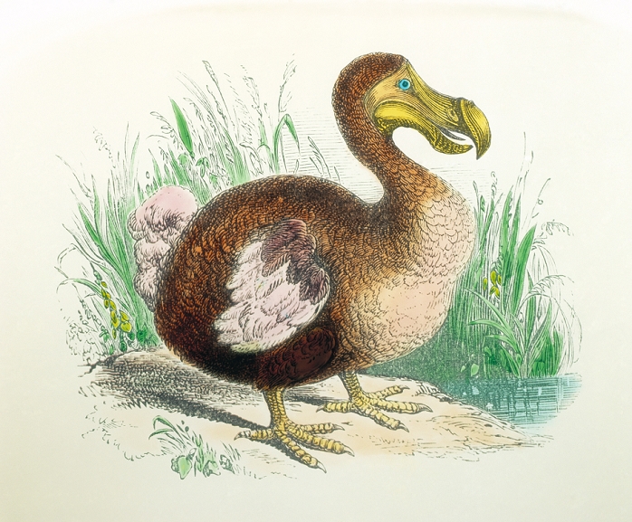 Engraving of a dodo, an extinct, flightless bird, related to the pigeon. The size of a swan, it was heavily-built and clumsy. Two species were known with certainty: the common dodo Raphus cucullatus from Mauritius, which became extinct between 1665 and 1670, and the Rodriguez solitaire Pezophaps solitaria from the neighbouring island of Rodriguez, which died out around 1761. The dodo's numbers quickly dwindled following the arrival of humans to these isolated habitats. All but defenceless, they were ill-equipped to cope with the new hunters & the competition from other introduced species. Copper engraving from Historia Naturalis Brasiliae, W. Piso & G. Marcgrave, 1658.