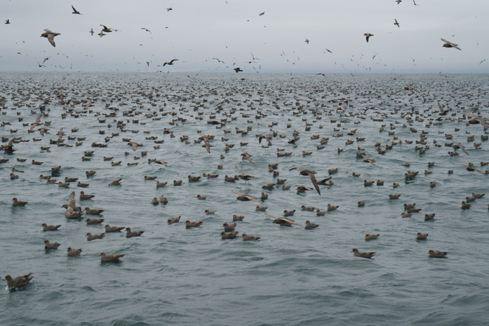 Flock of fulmar gulls