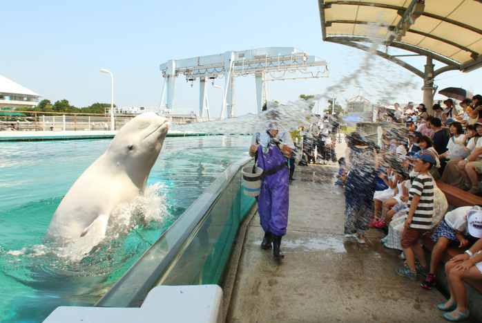 Beluga whales spray water onto visitors at the Hakkeijima Sea Paradise aquarium August 3, 2019, Yokohama, Japan   Beluga whales spray water onto visitors to cool down at a summer attraction at the Hakkeijima Sea Paradise in Yokohama, suburban Tokyo on Saturday, August 3, 2019.    Photo by Yoshio Tsunoda AFLO 