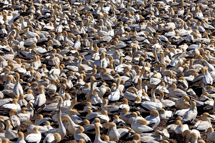 South Africa Birds Cape Gannet,Morus capensis,Lambert s Bay,South Africa,Africa,colony. Photo by: Christian Heeb