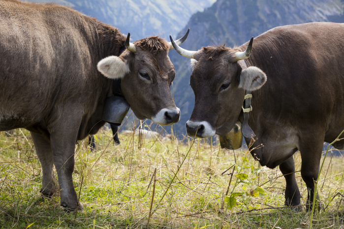 Germany, Allgaeu, brown cattle, bulls with bell Germany, Allgaeu, brown cattle, bulls with bell