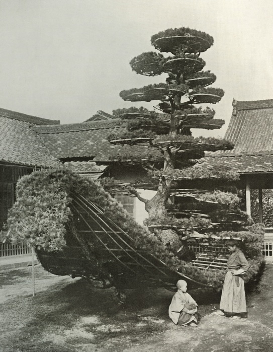  The Pine Tree Junk at Kinkakuji , 1910. Creator: Herbert Ponting.  The Pine Tree Junk at Kinkakuji , 1910. From In Lotus Land Japan, by Herbert G. Ponting, F.R.G.S.  Macmillan and Co., Limited, London, 1910 