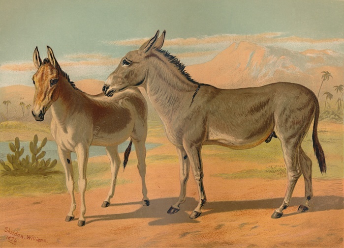  Abyssinian Wild Male Ass  amp  Female Indian Onager , c1879. Creator: Unknown.  Abyssinian Wild Male Ass  Female Indian Onager , c1879. The Abyssinian Ass is believed to be the ancestor of the domestic donkey, the Indian onager has a sandy coat.  From The Book of the Horse, by S. Sidney.  Cassell  Company, Limited, London, Paris, New York, Melbourne 