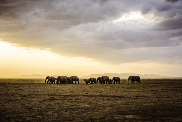 Herd of elephants in savanna landscape,Kenya, Kenya, Africa Herd of elephants in savanna landscape