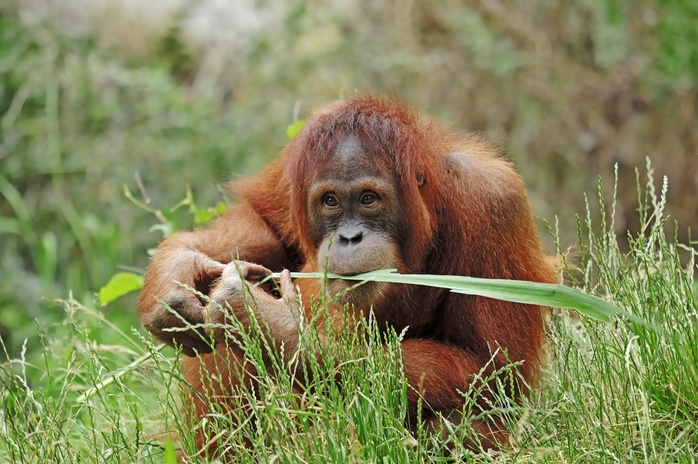 Sumatran Orangutan (Pongo pygmaeus abelii, Pongo abelii), juvenile, native to Sumatra, Asia, in captivity, Germany, Europe, Photo by Christian Hütter